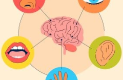 Mes sens dessus dessous, vieillissement et sensorialité.