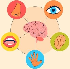 Mes sens dessus dessous, vieillissement et sensorialité.