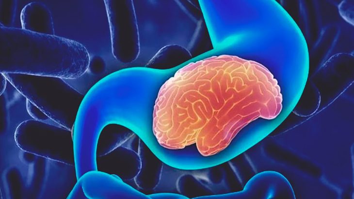 Conférence « L’intestin : notre deuxième cerveau »